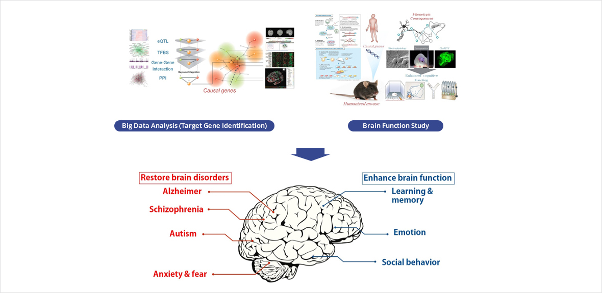 understanding the brain function